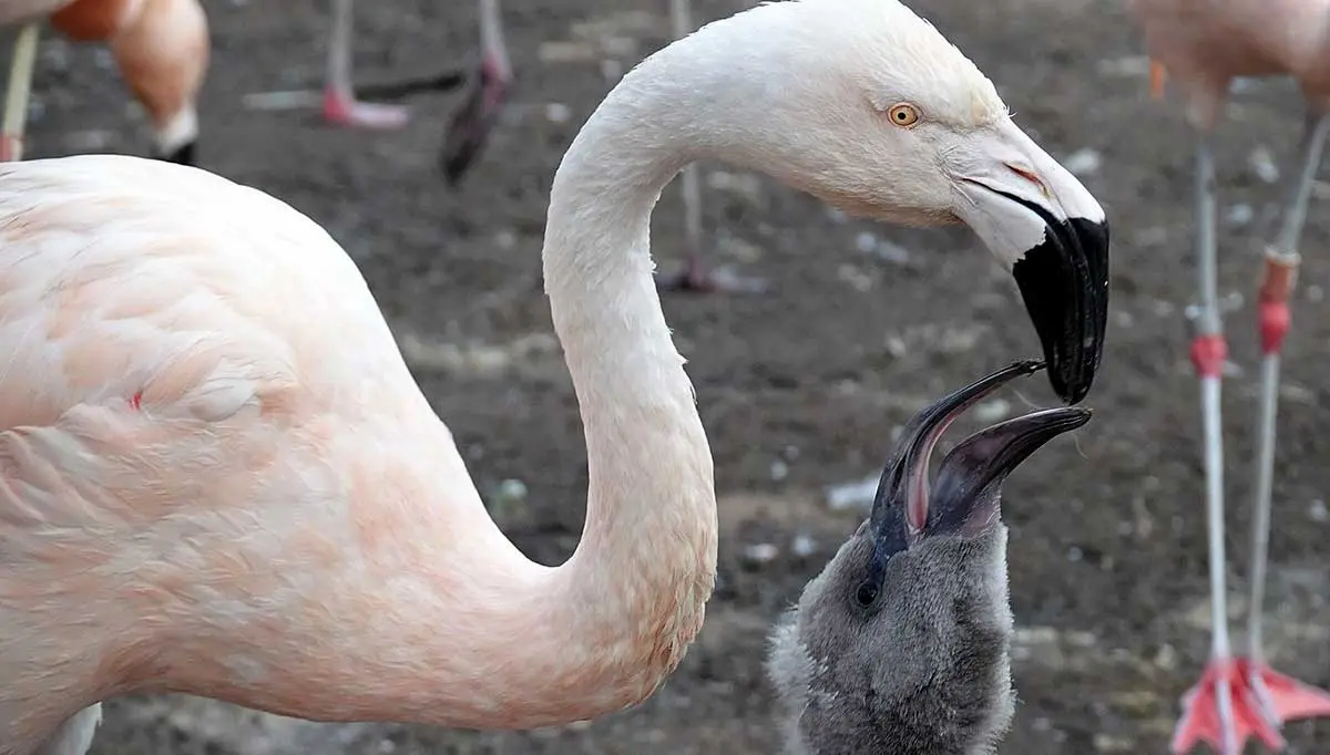 flamingo feeding baby