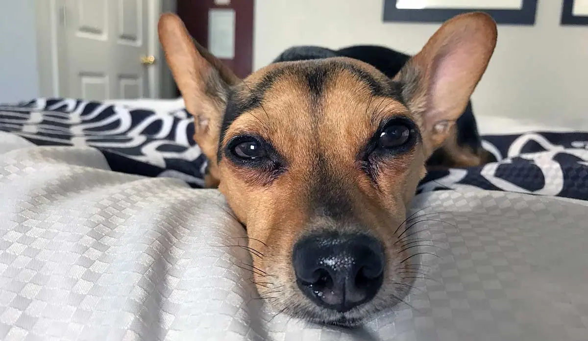 chiweenie dog close up laying on bed