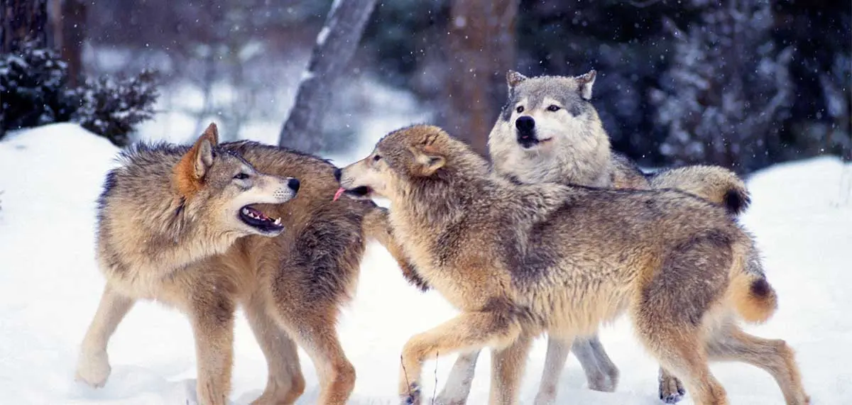 Gray wolf pack
