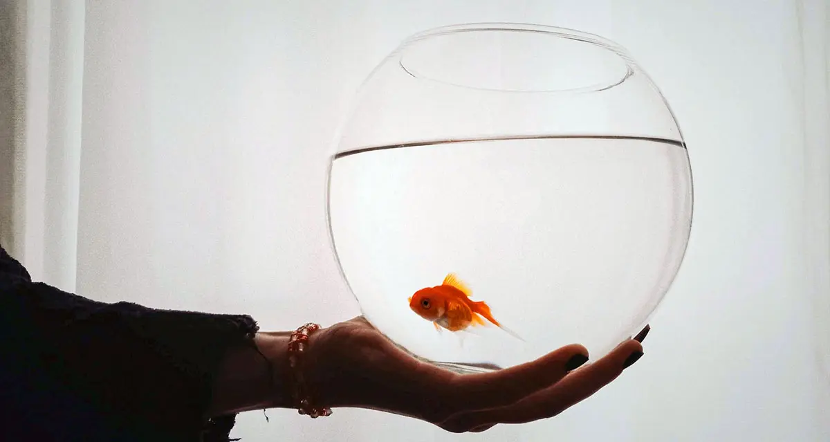 hand holding fish bowl goldfish