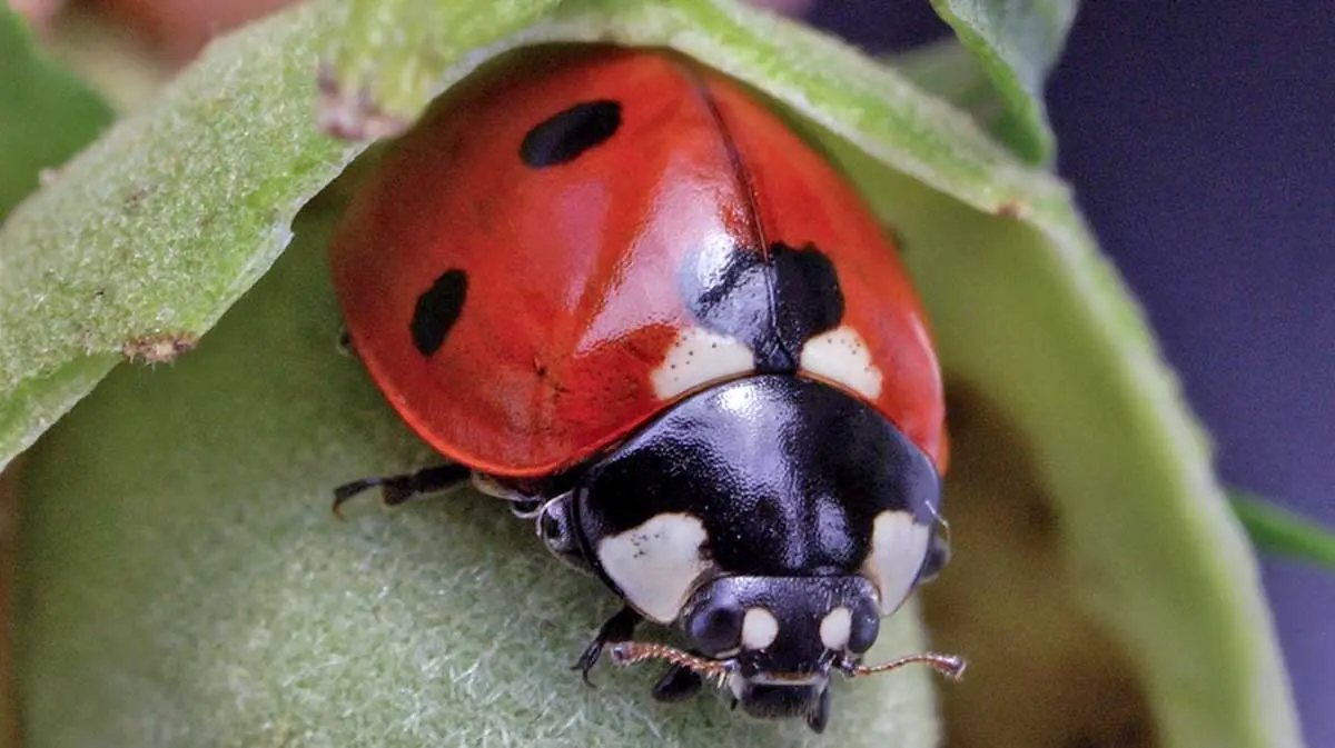 ladybug up close under a leaf