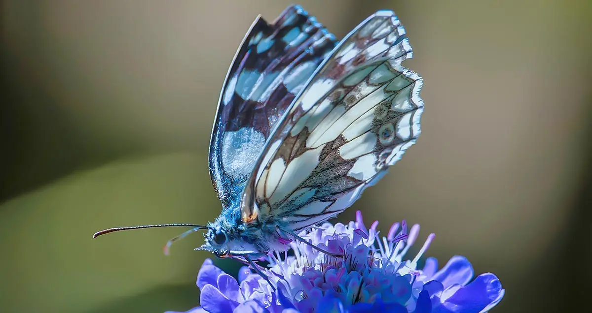 colorful butterfly on bloom