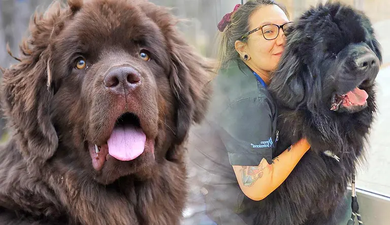 things you should know about newfoundland dog