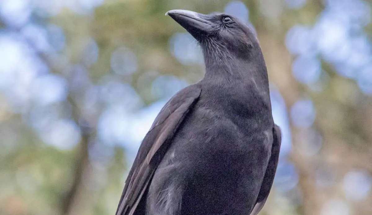 hawaiian crow