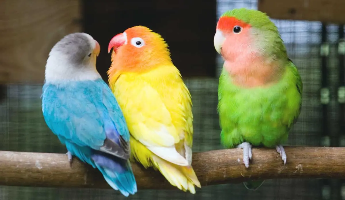three lovebirds on a perch