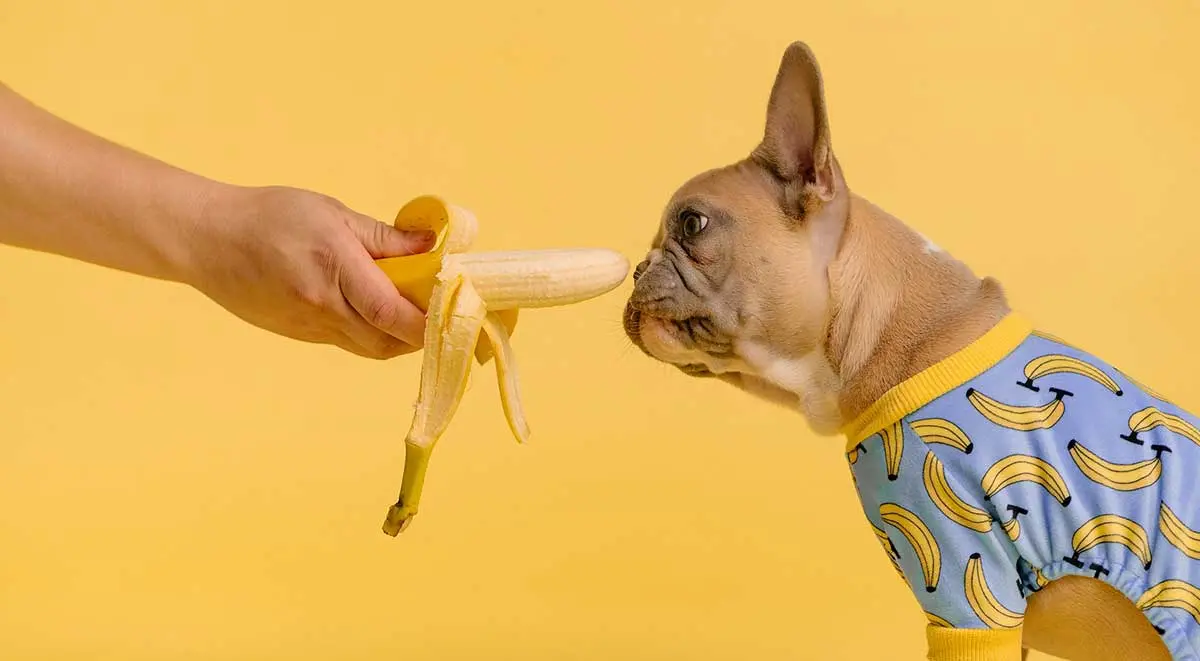 french bulldog eating banana sweater