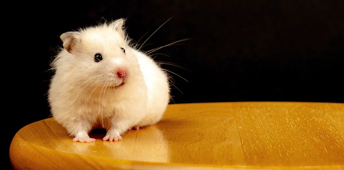 syrian hamster on brown table