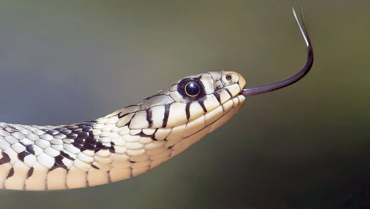 white and black patterned snake close up