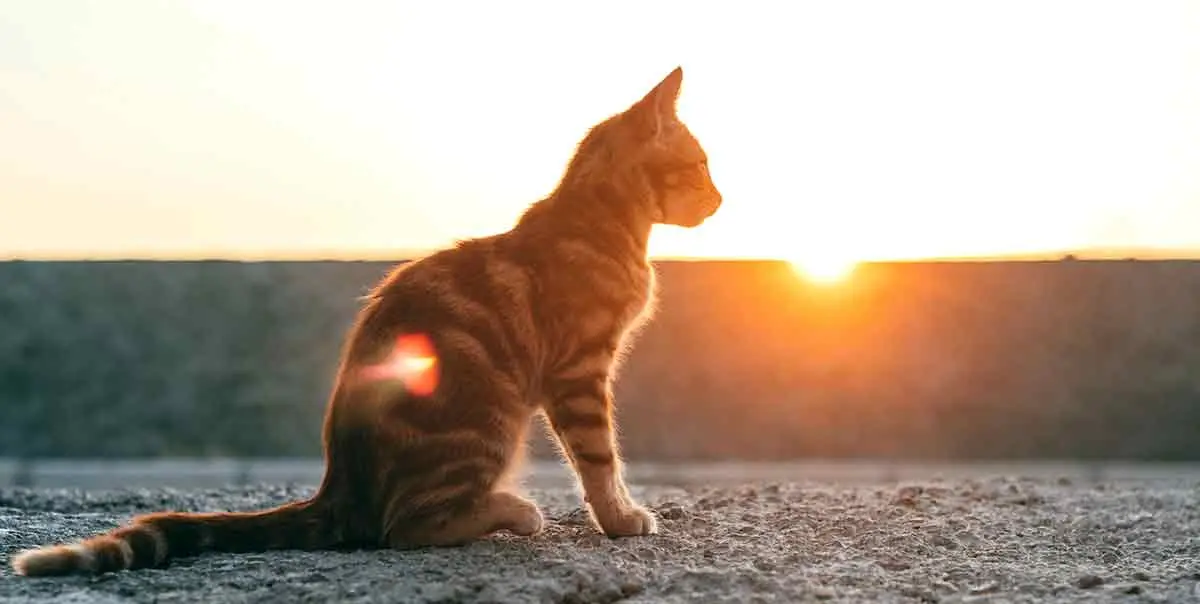 cat outside at dawn rising sun