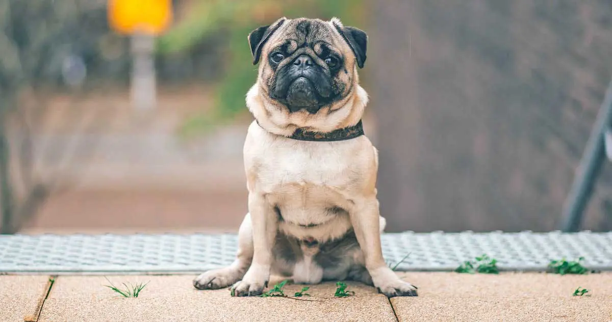 Pug Dog Sitting on Ground at Top of Stairs