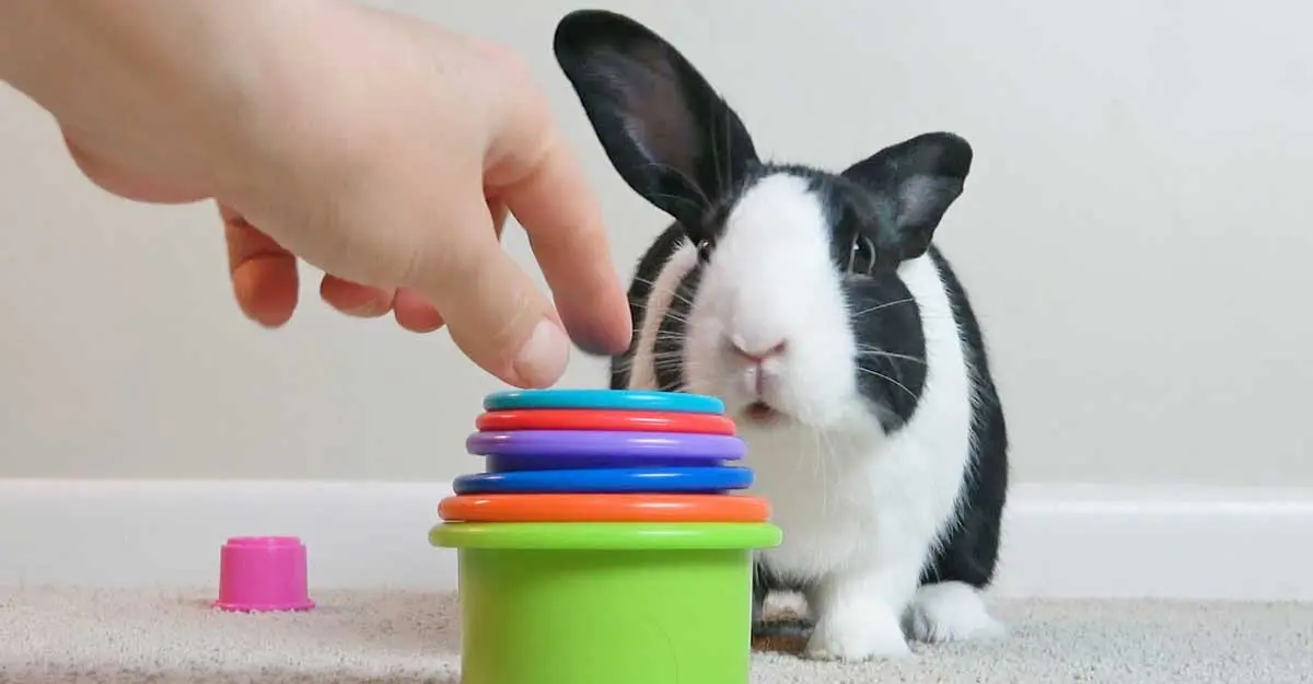 bunny rabbit playing with stacking cups