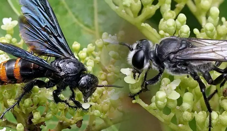 do bugs really sleep exploring insect sleeping habits