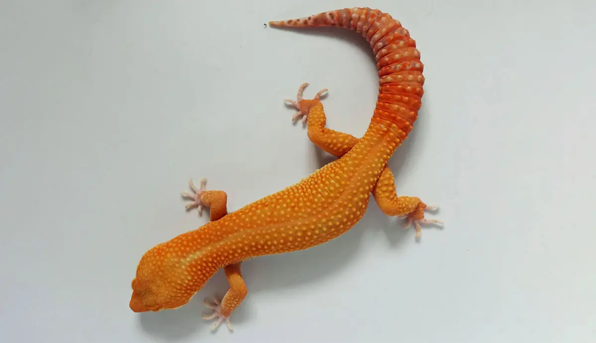 sunglow gecko