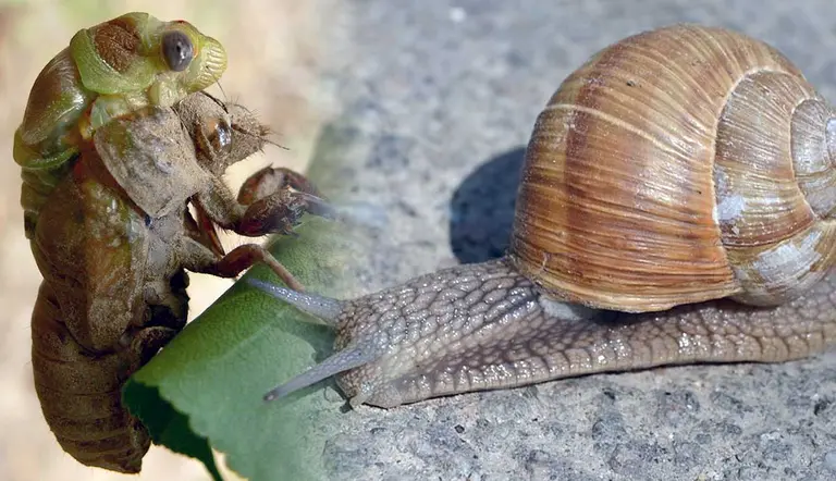 are snails considered bugs