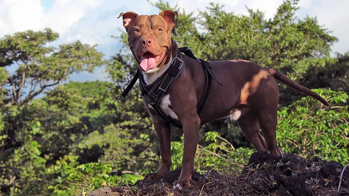 brown pitbull outdoors wearing black harness