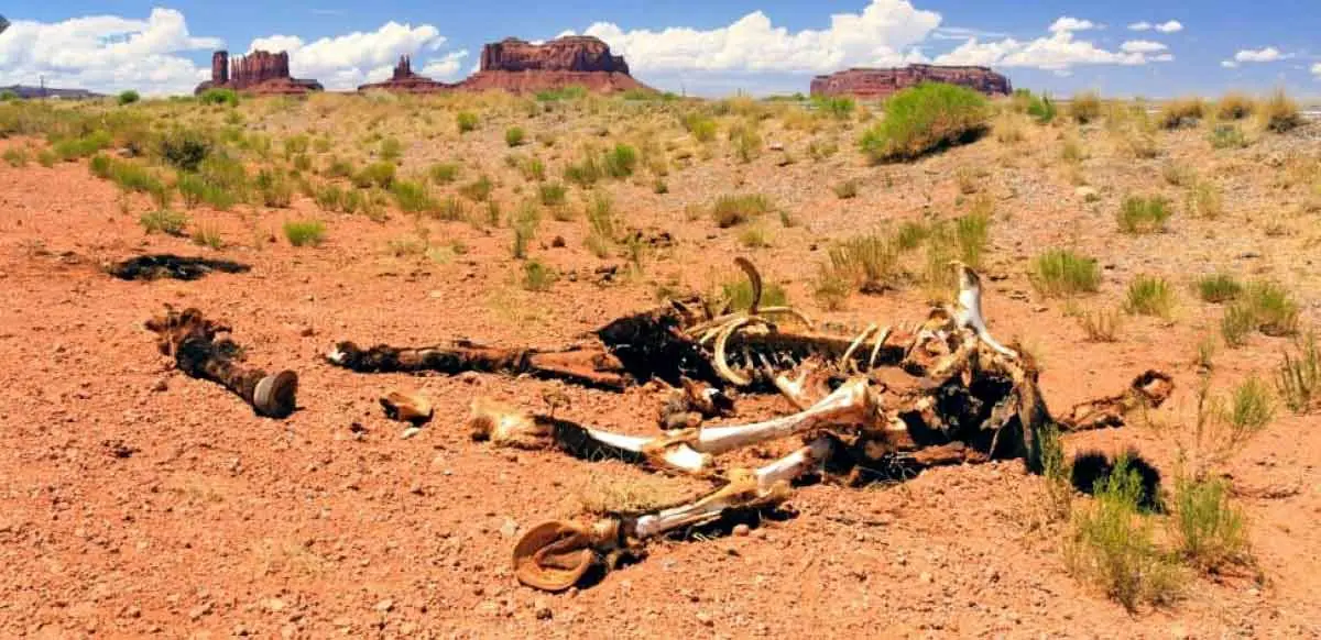 animal skeleton usa monument valley national