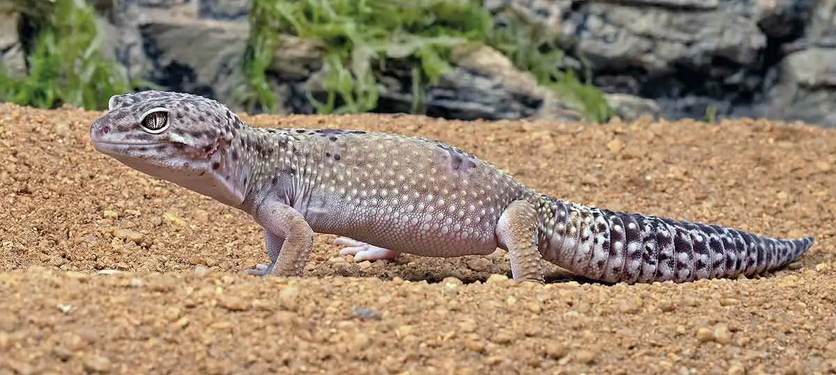 leopard gecko in desert