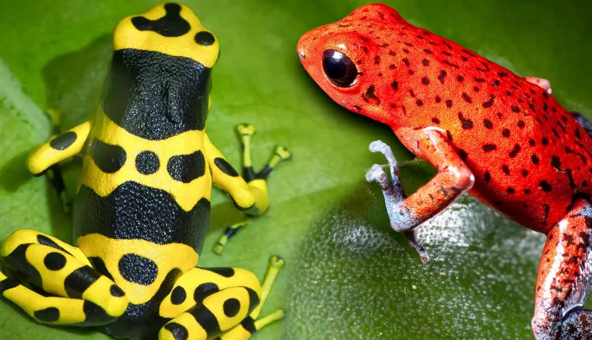 most colorful frogs