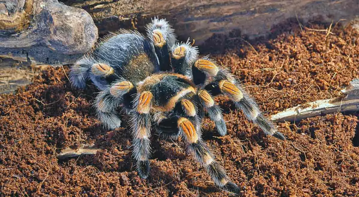 redknee tarantula