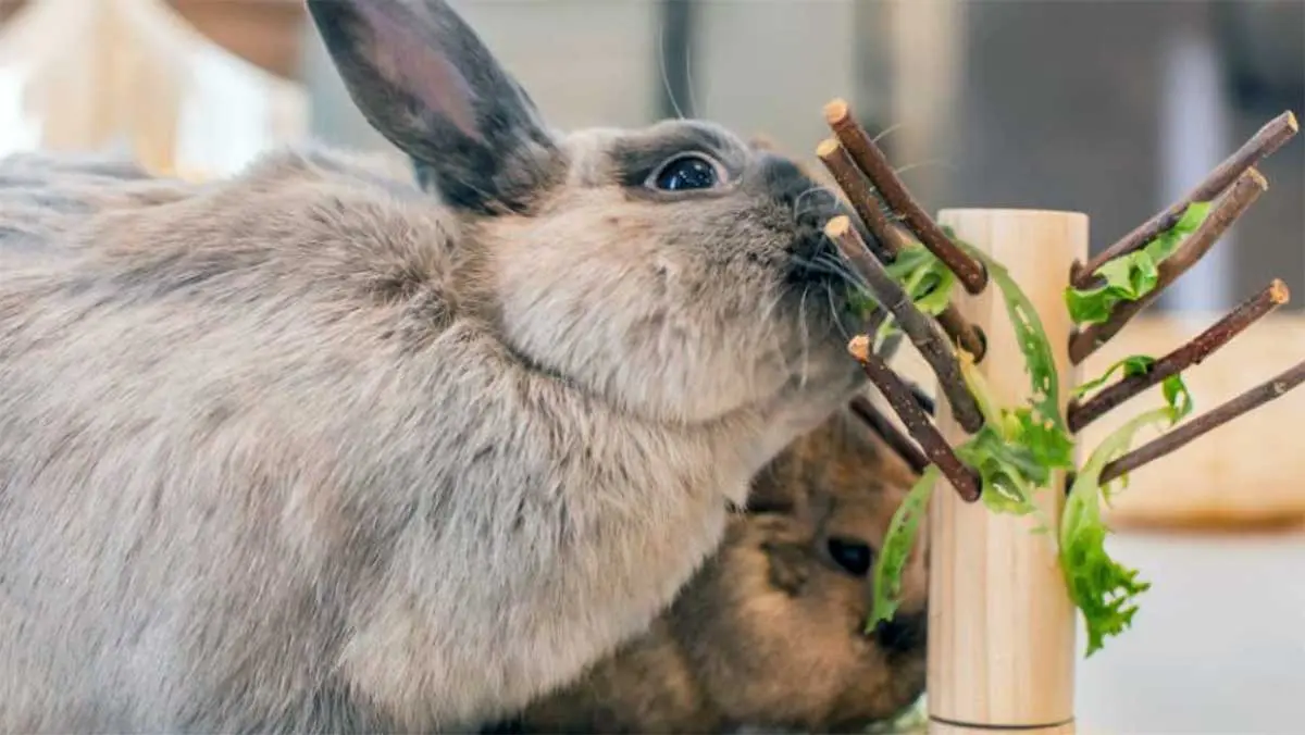 rabbit slow feeder