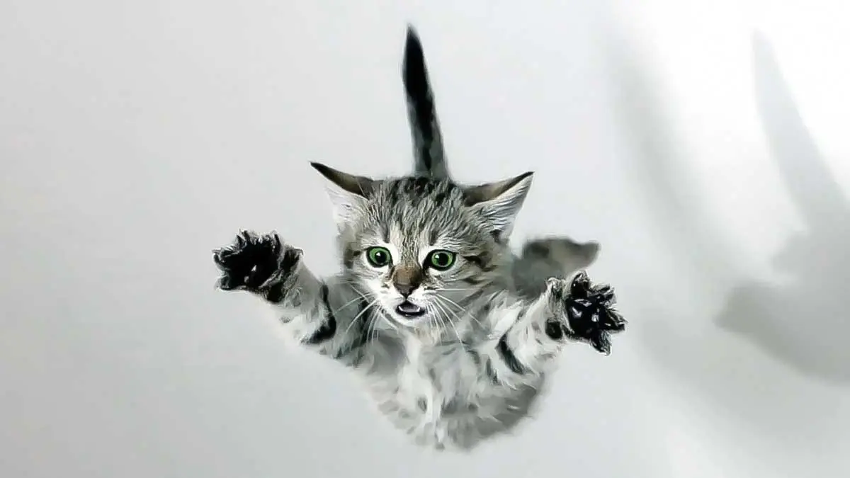 kitten cat falling