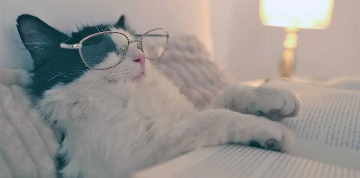 white black cat reading glasses