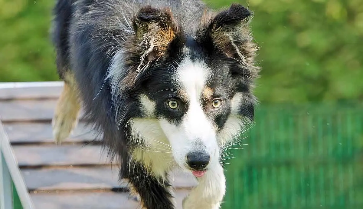 border collie in agility training