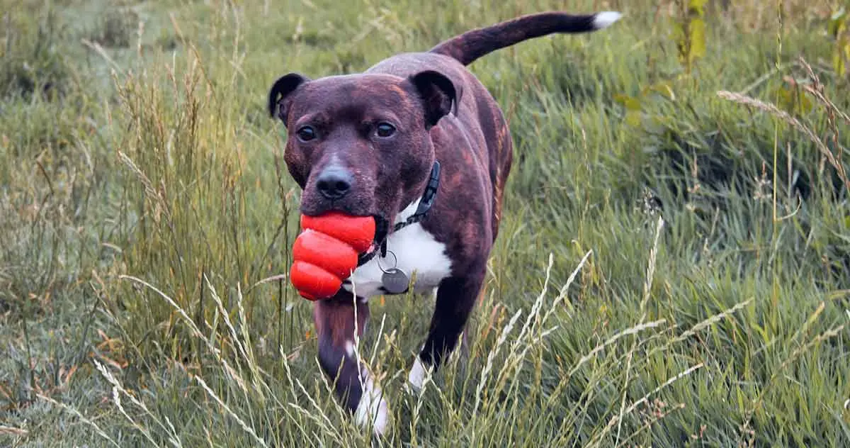brown white staffy chewing kong toy