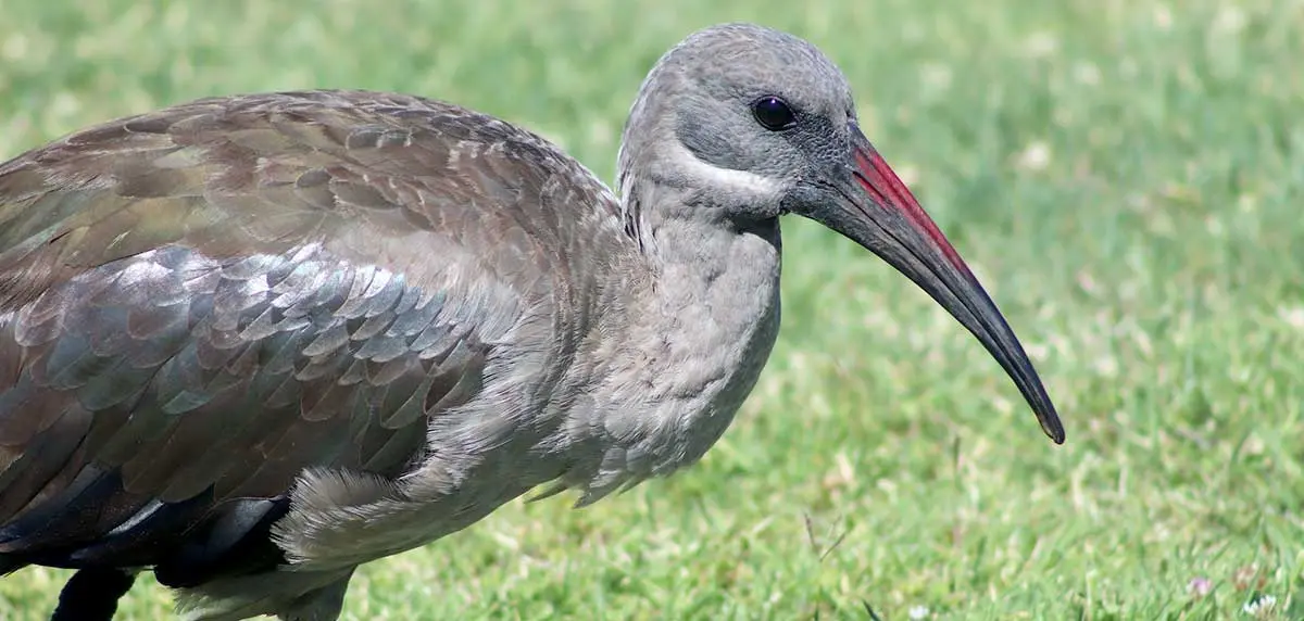grey hadeda ibis lawn south africa animals