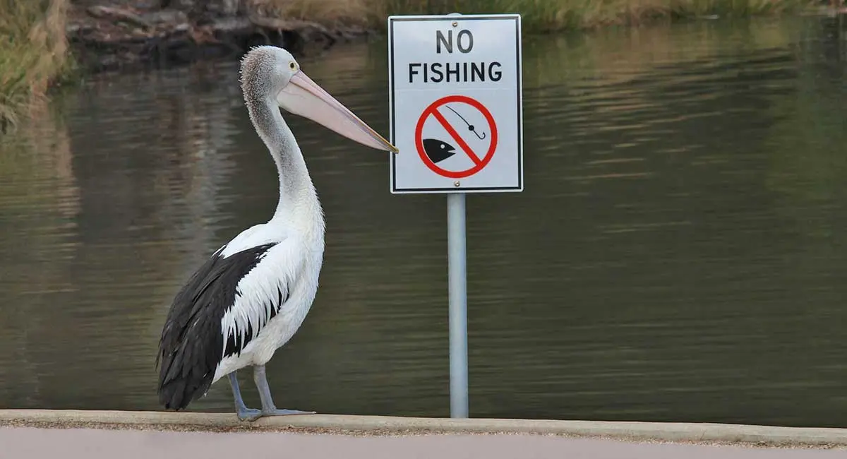 australian pelican no fishing sign