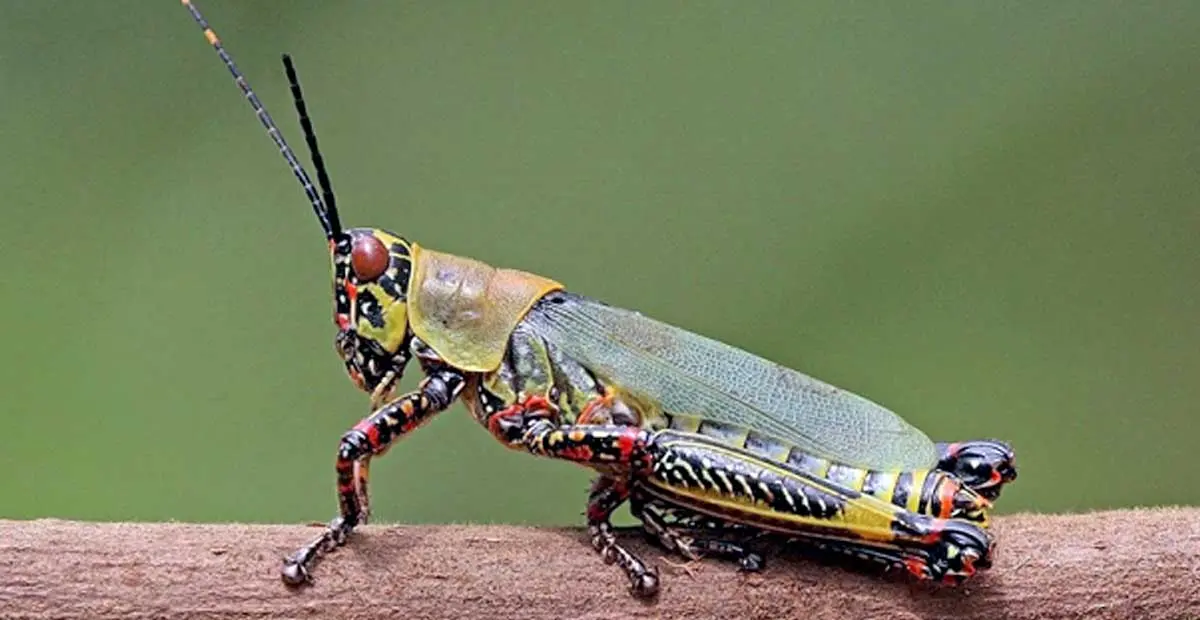 a cricket on a twig