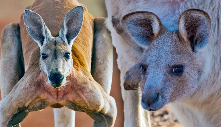 how do kangaroos give birth