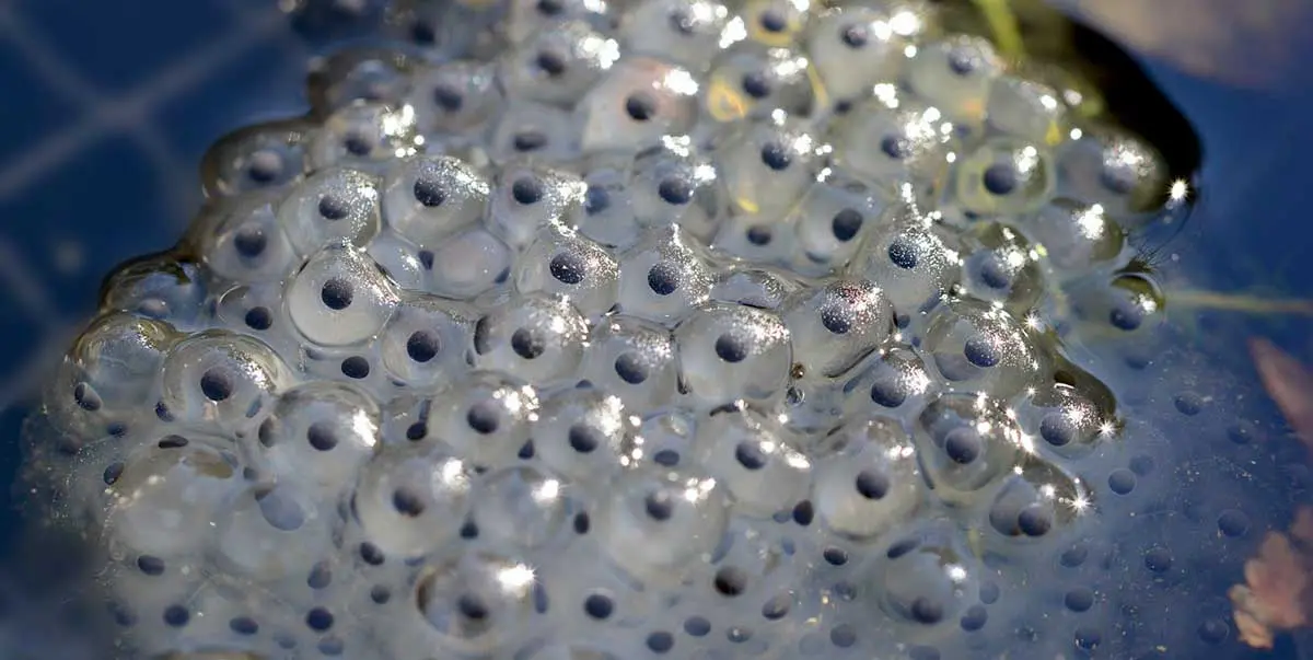 large frog spawn sitting in water