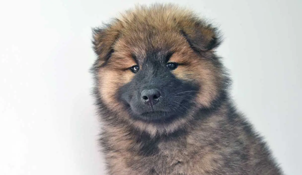Chow Chow Puppy Sitting by Wall