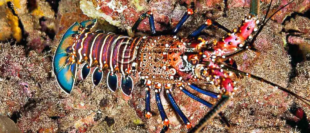 spiny banded lobster