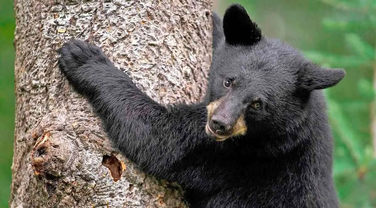 black bear climbing trees