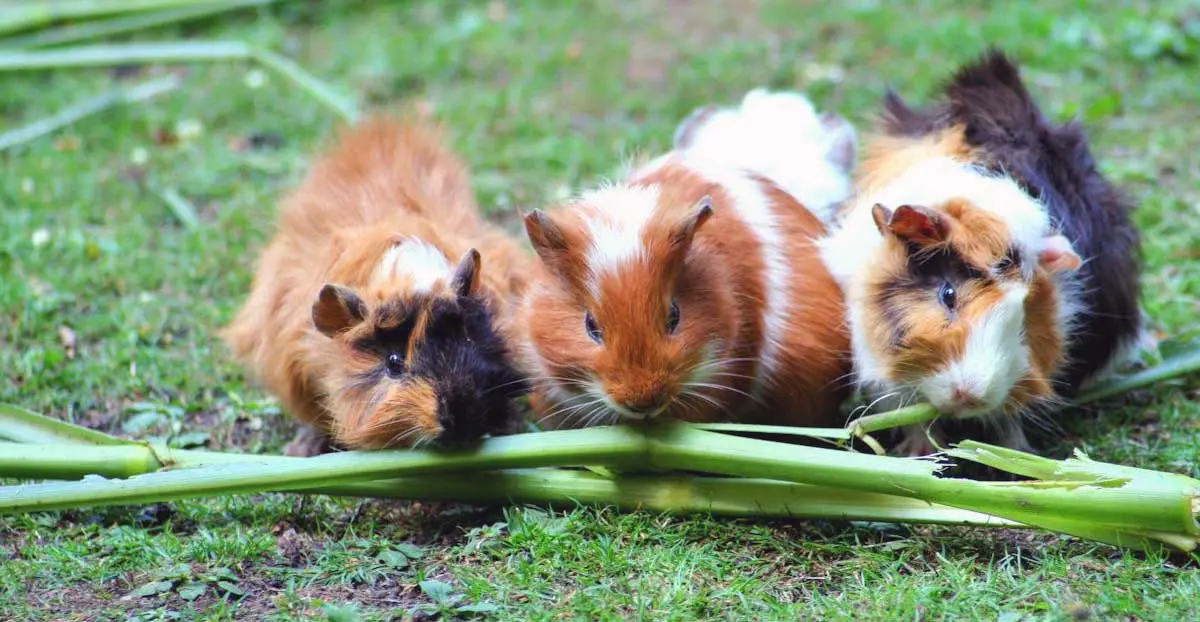 Guinea Pigs Eating Food on Lawn