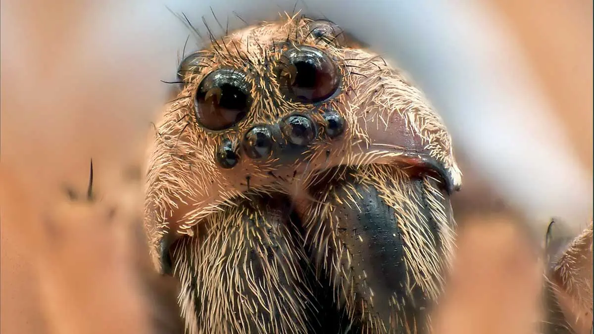 up close wolf spider with eyes