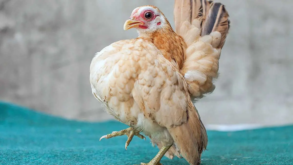 malaysian serama hen standing with one foot up