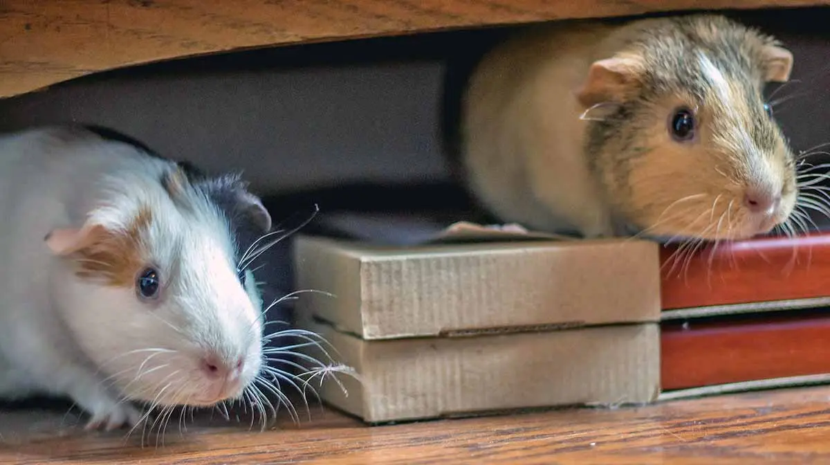 two guinea pigs under shelf
