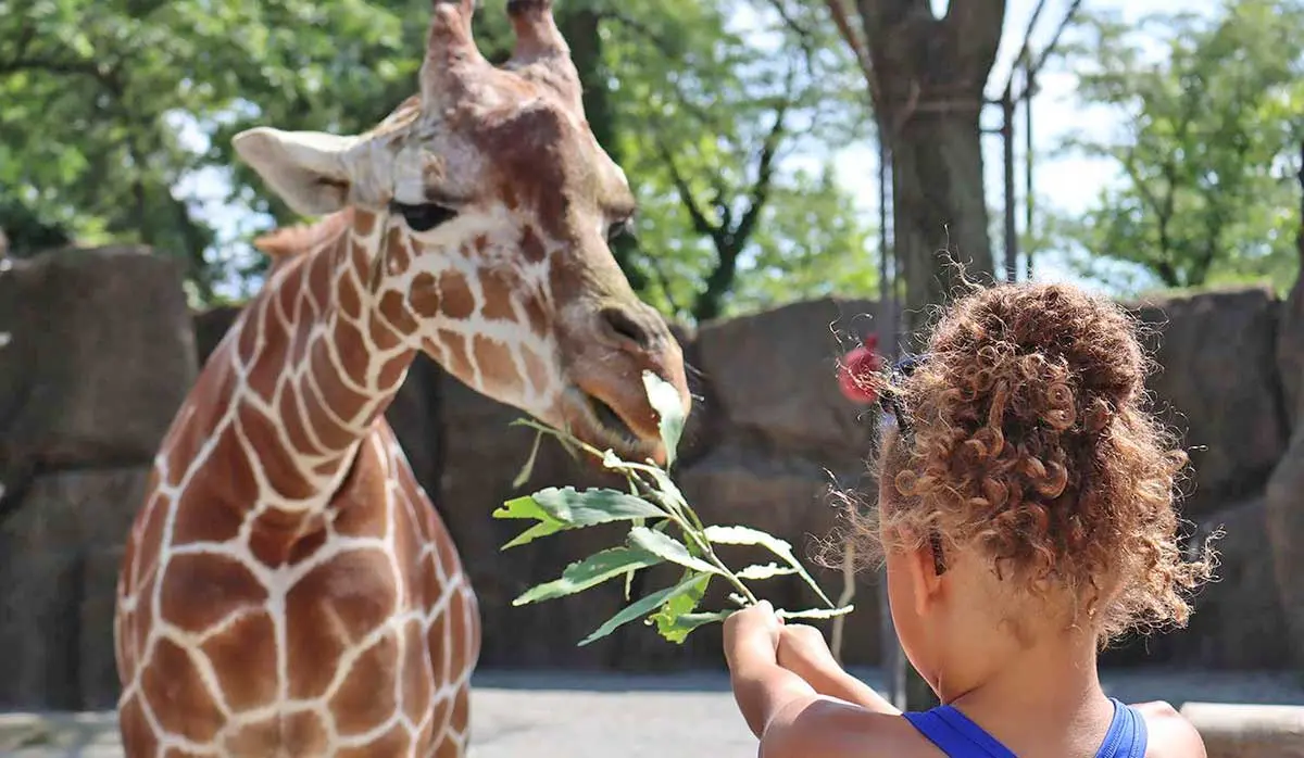 girl feeding giraffe in zoo