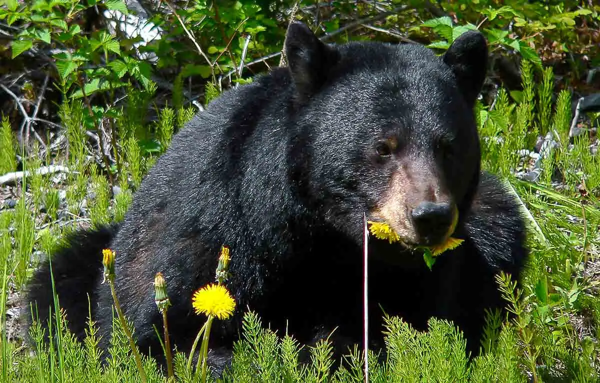 black bear eating dandelion in grass