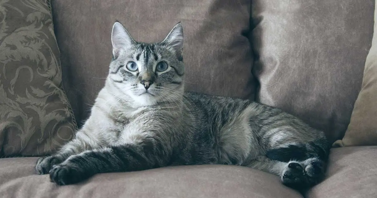 cat on couch_morrisanimalinn