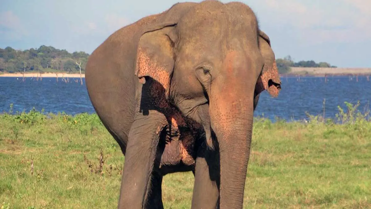 elephant pregnant