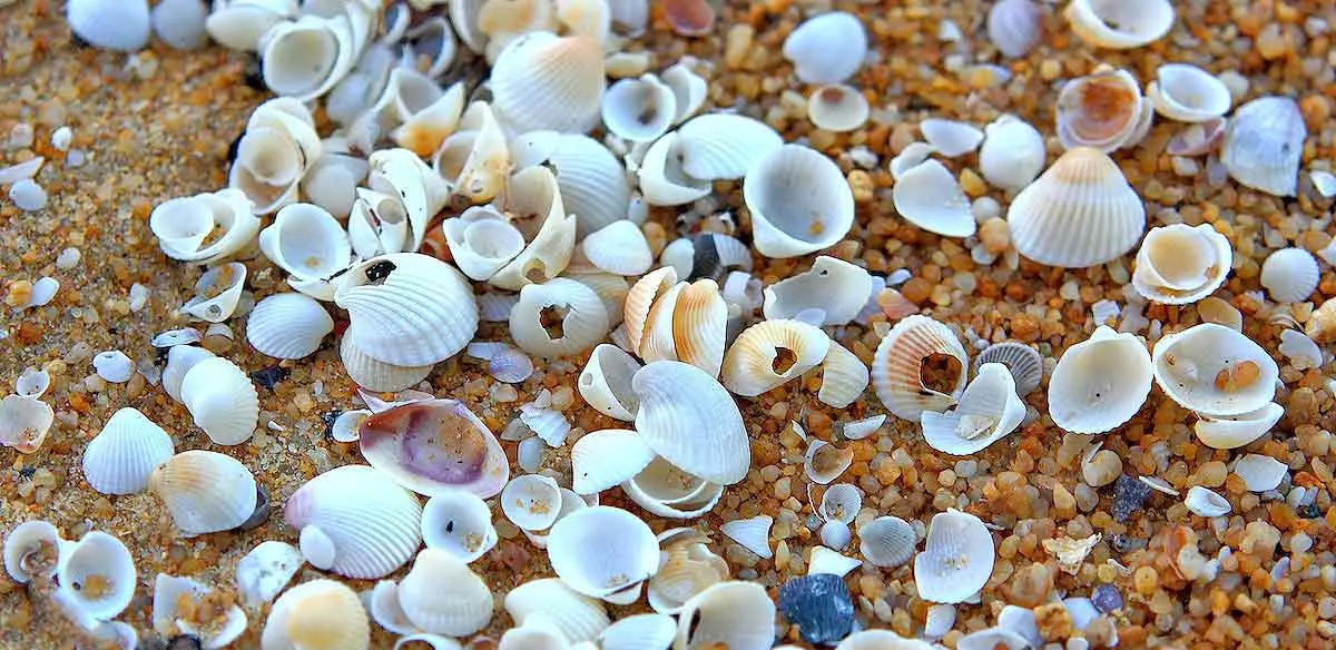 hundreds tiny seashells