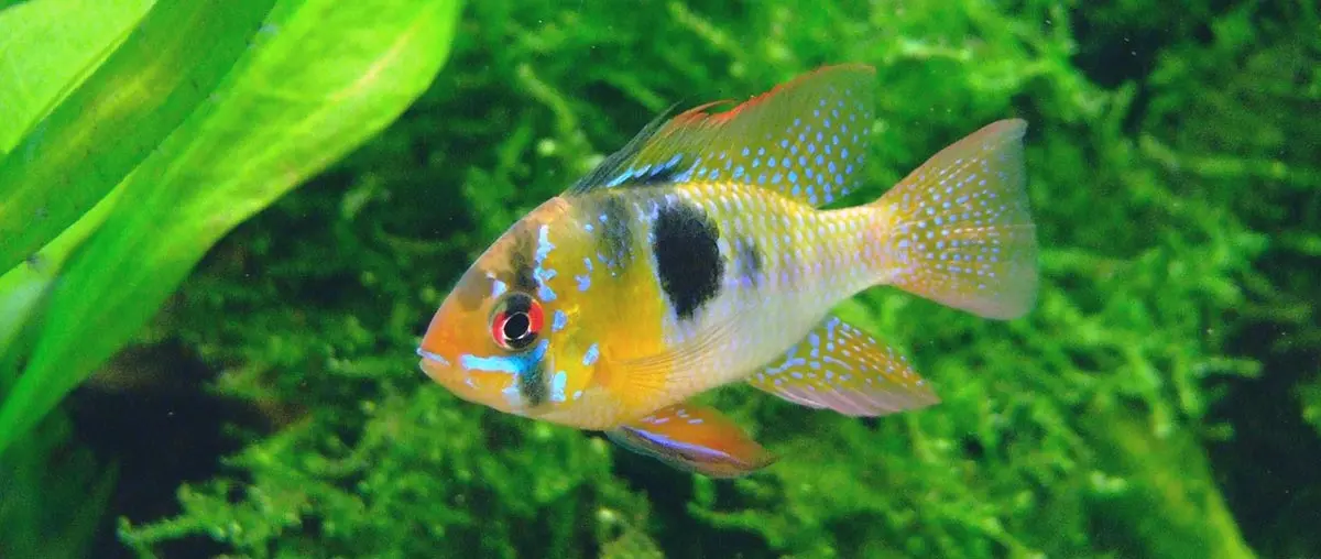 hole in the head disease butterfly cichlid