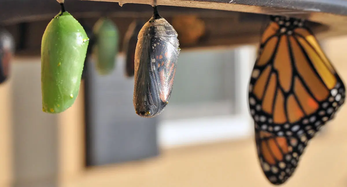 cocoon ready to hatch butterfly close up