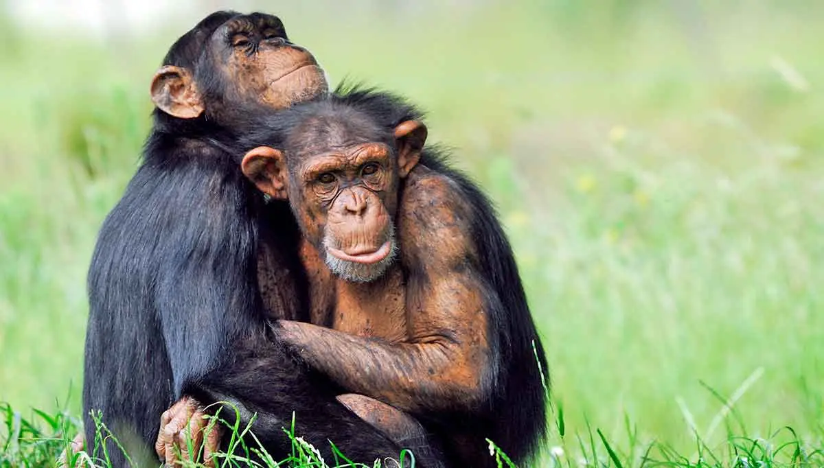 chimpanzee empathy