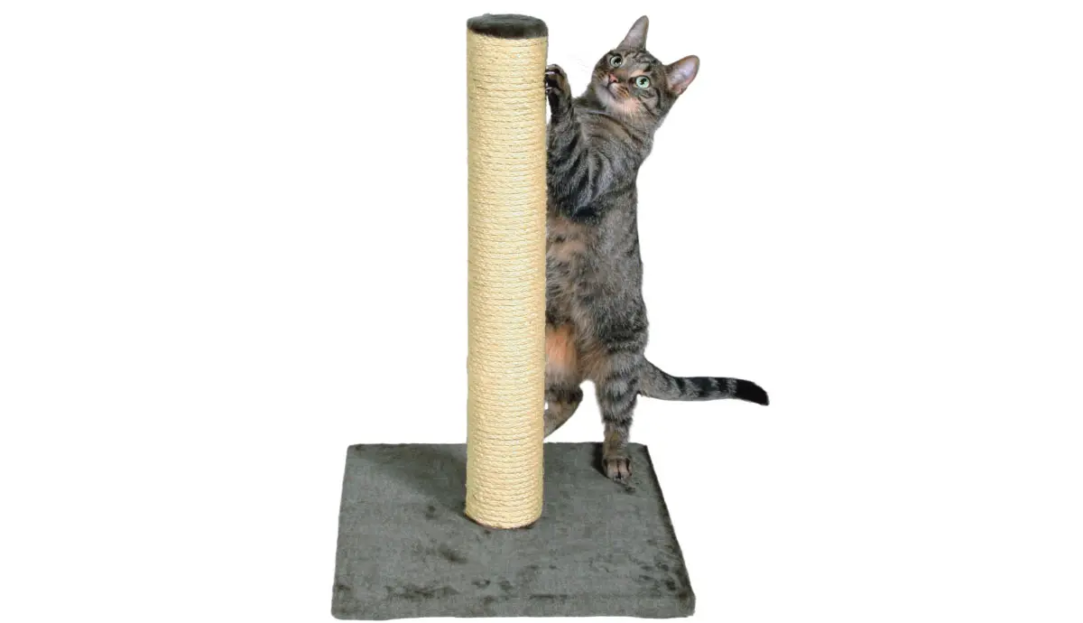 cat using scratching post pinterest.com