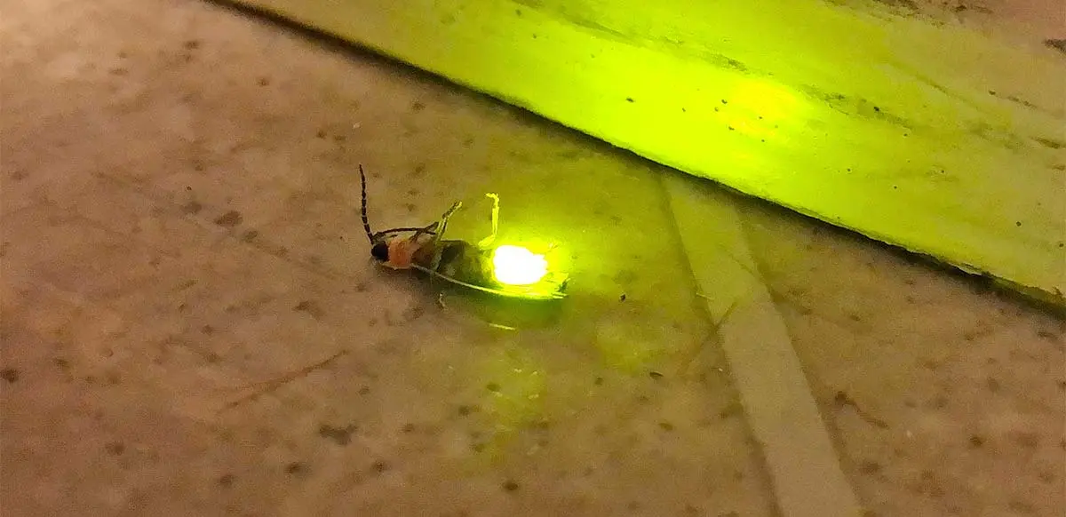 firefly glowing on the floor